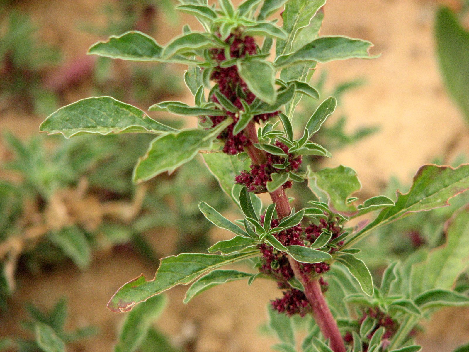 Amaranthus graecizans